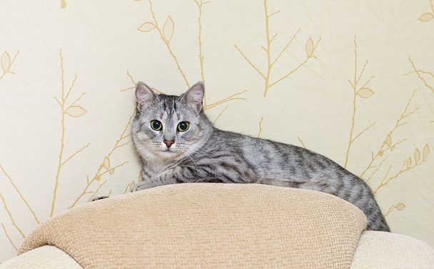 Beautiful portrait of grey cat, Portrait of green-eyed cat isolated on yellow background - Photo, Image