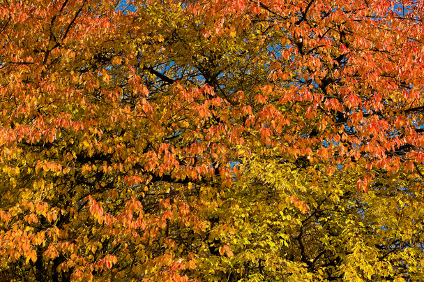 A colored leaves. - Foto, Bild