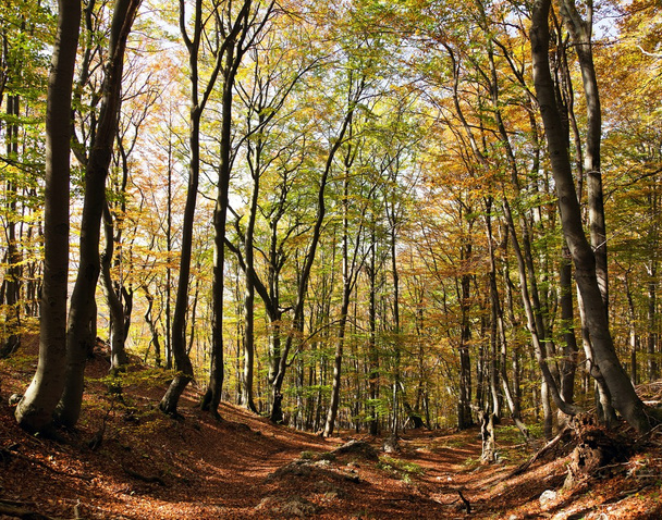 view from autumnal hardwood forest - european beechs - Foto, afbeelding