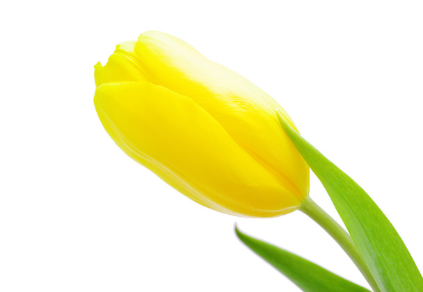 Beautiful Yellow tulip - Foto, imagen