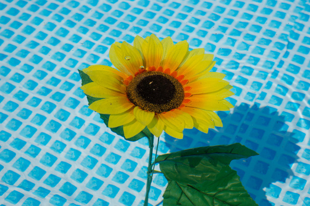 Соняшник у воді
 - Фото, зображення