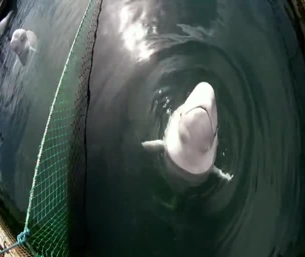 Delfinporträt, in einem geschlossenen Gehege - Filmmaterial, Video