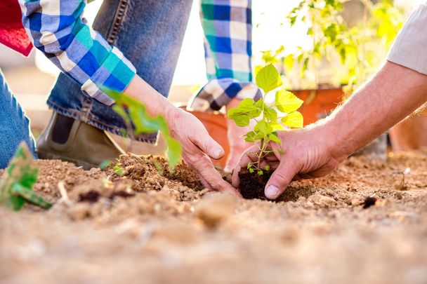 Close up of hands, senior couple planting little seedling - Zdjęcie, obraz