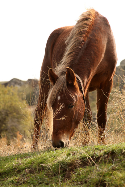 Άλογο βόσκησης στο λιβάδι - Φωτογραφία, εικόνα