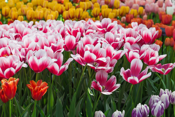 Beautiful spring tulips - 写真・画像