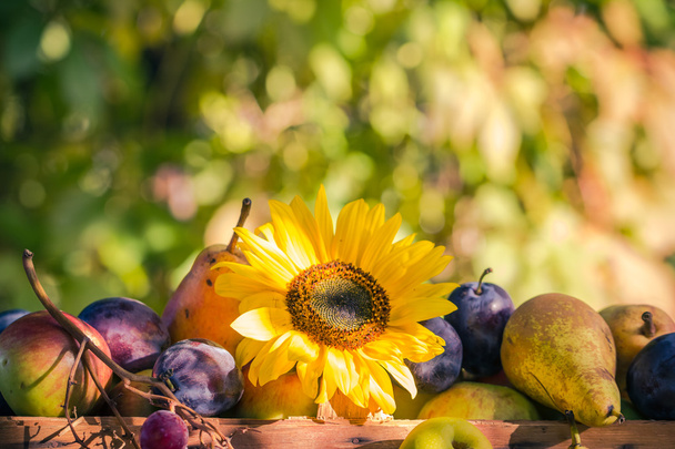 Zahradní pozdní letní sezónní ovoce košík světlo zapadajícího slunce - Fotografie, Obrázek