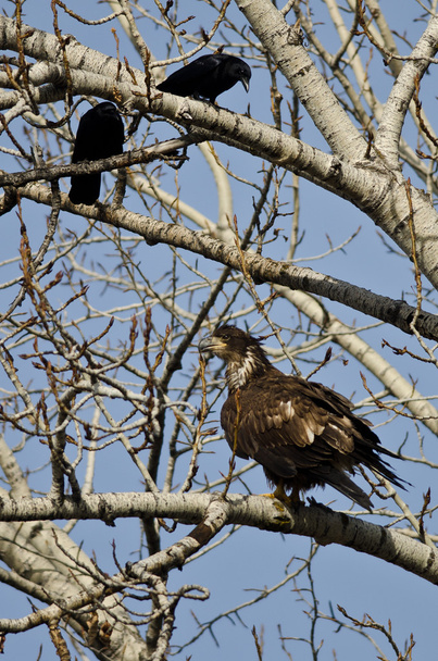 Nuori valkopääkotka häiritsee amerikkalaisia variksia
 - Valokuva, kuva