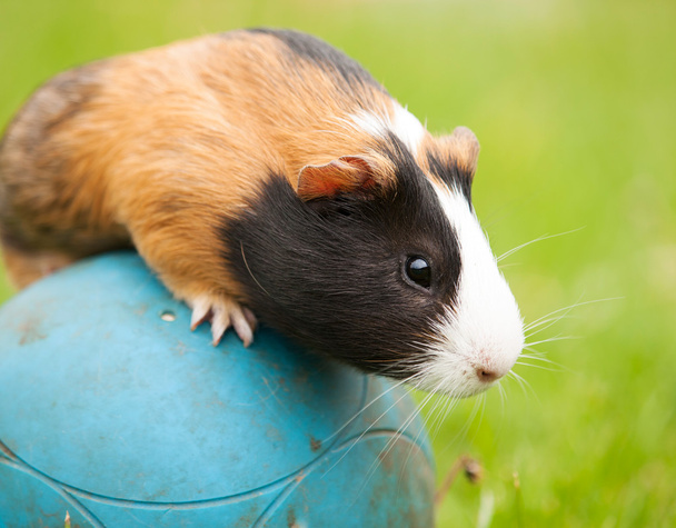 Guinea pig on the ball - Photo, Image