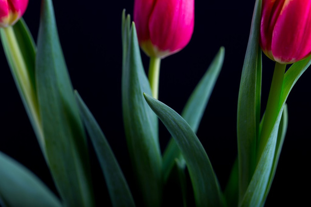 Belles fleurs de tulipes isolées sur fond noir
 - Photo, image