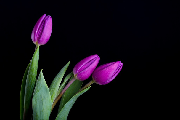 Beautiful tulip flowers isolated on black background - Photo, Image