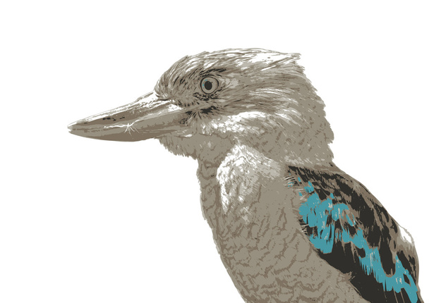 Gewone kookaburra Dacelo Novaeguineae - Vector, afbeelding