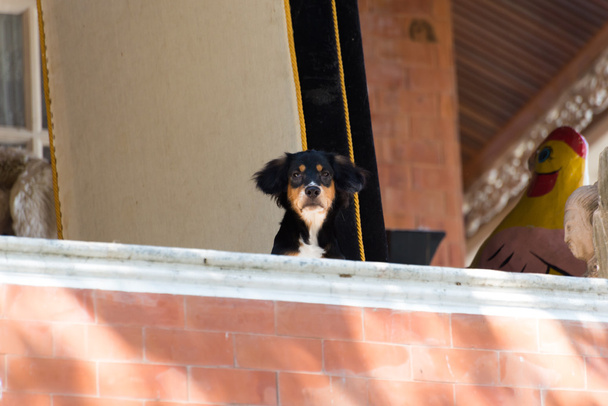 Majitel psa sedět čekat - Fotografie, Obrázek