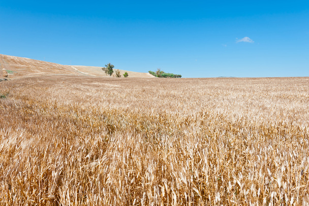 シチリア島の麦畑 - 写真・画像