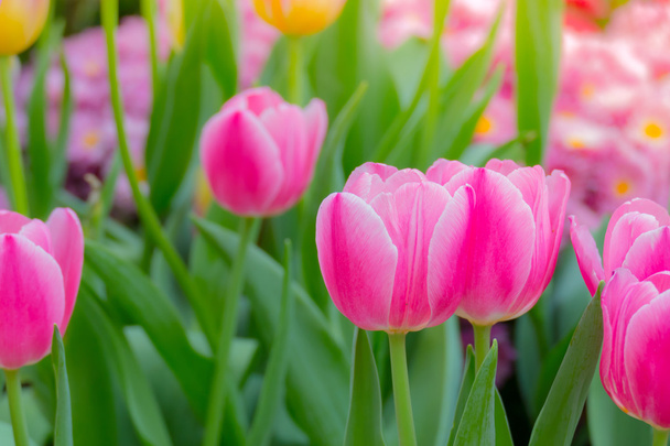Tulipán. Szép tulipán csokor. színes tulipán. - Fotó, kép
