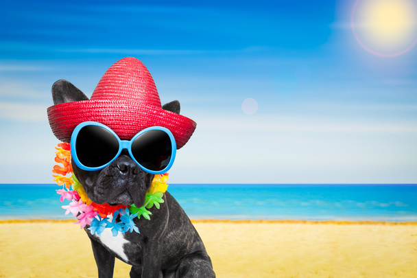σκύλος καλοκαίρι παραλία - Φωτογραφία, εικόνα