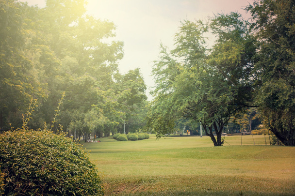gyönyörű nyilvános parkban található mező zöld fű és a zöld friss  - Fotó, kép