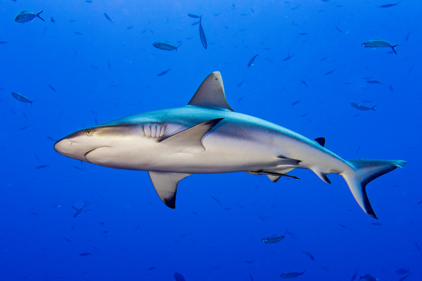 Grey shark ready to attack underwater - Foto, immagini