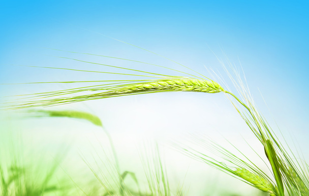 Зеленые колосья пшеницы против голубого неба
 - Фото, изображение