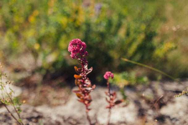 ムラサキベンケイソウ属属 triphyllum は。植物の花をクローズ アップ - 写真・画像