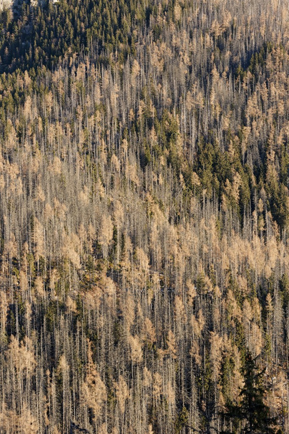 Graphic pines texture - Photo, Image