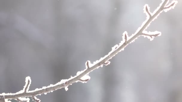 Snow covered trees - Felvétel, videó