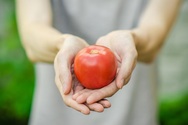 Vegetarians and fresh fruit and vegetables on the nature of the theme: human hand holding a tomato on the background of green grass - Photo, Image