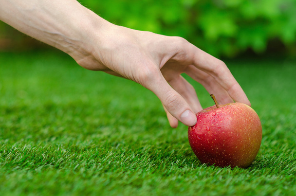 Vegetarians and fresh fruit and vegetables on the nature of the theme: human hand holding a red apple on a background of green grass - Photo, Image