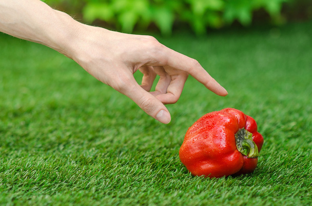 Vegetarians and fresh fruit and vegetables on the nature of the theme: human hand holding a red pepper on a background of green grass - Photo, image