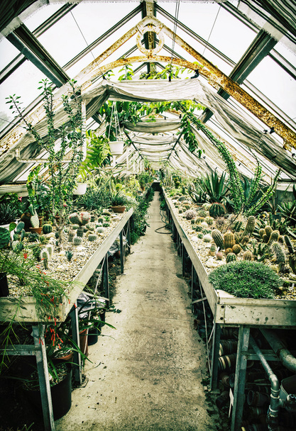 Стара теплиця з різними кактусами, тема садівництва
 - Фото, зображення