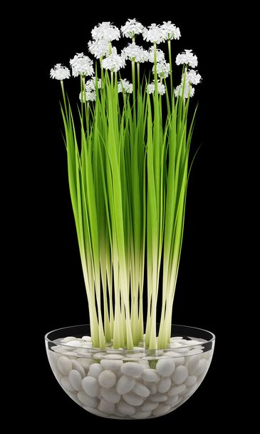 flowers in glass vase isolated on black background - Фото, изображение