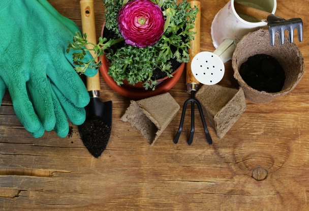 Gardening concept - buttercup flower in a pot and garden tools - Foto, Imagen