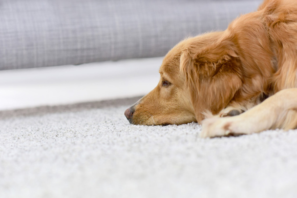 chien dormant sur tapis à la maison
 - Photo, image