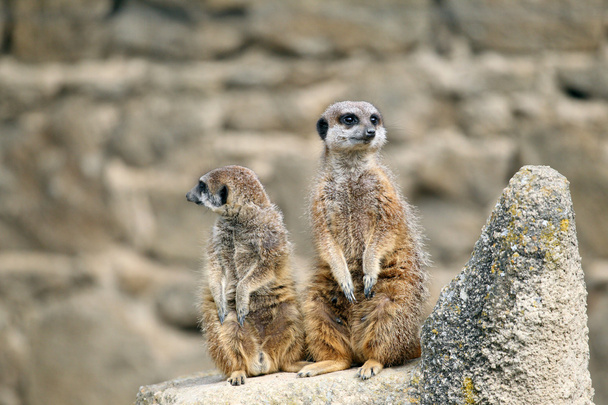 Meerkats - Photo, Image