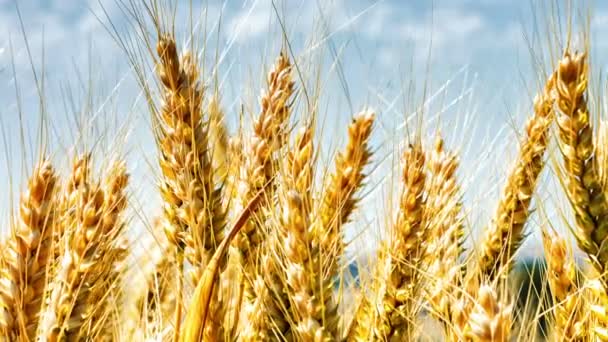 Złote pole pszenicy w letni dzień - Materiał filmowy, wideo