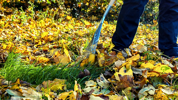 Gardener raking dry leaves - Footage, Video