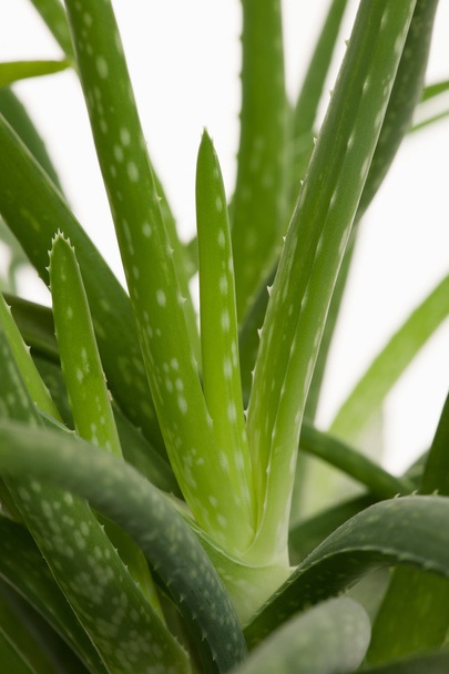 Green fresh aloe vera leafs of a growing aloe vera plant isolate - Foto, immagini
