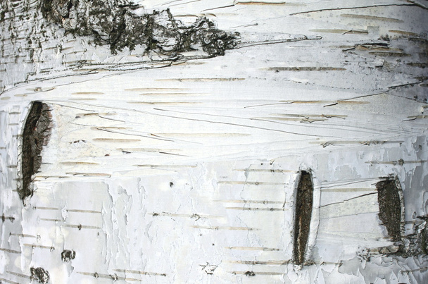 birch bark texture background paper close up - Photo, Image
