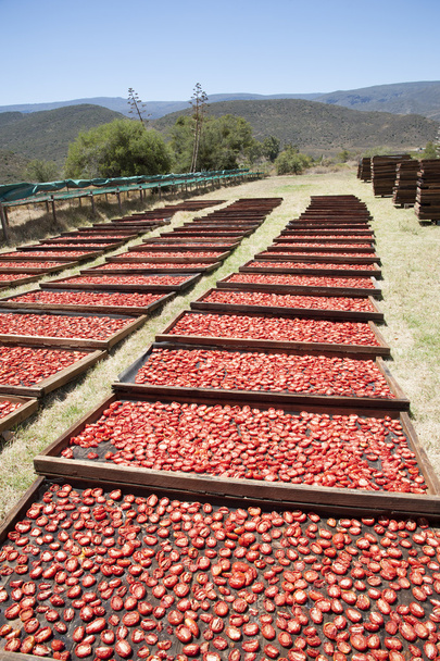 Pomidory na stojaki suche w gorącym słońcem Afryki gospodarstwie - Zdjęcie, obraz