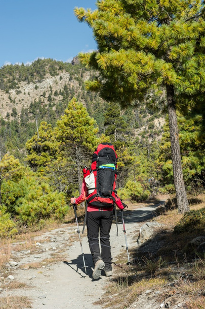 Yount kobiece trekker na jej drodze przez góry Las. - Zdjęcie, obraz