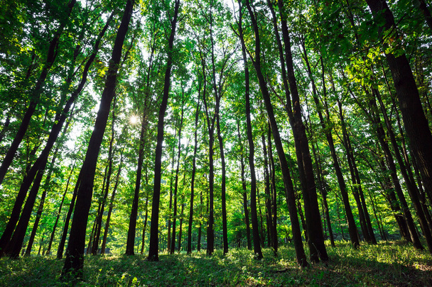 όμορφο καταπράσινο δάσος με ήλιο - Φωτογραφία, εικόνα