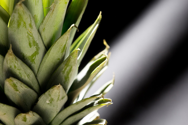 Pineaples blad geïsoleerd - Foto, afbeelding