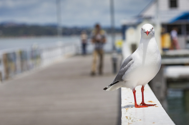 Морські птахи в Рассел city. Нова Зеландія. - Фото, зображення