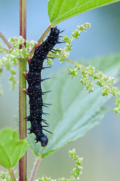 Caterpillar water-nymph (Inachis io) in nature - Photo, Image