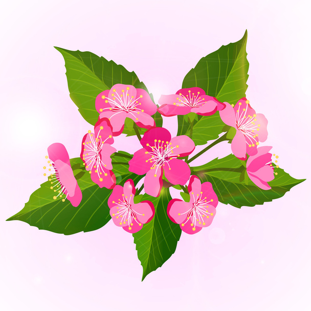 Branch of cherry blossom flowers  - Vector, Image