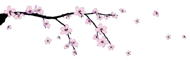 Branch of beautiful cherry blossom - Photo, Image