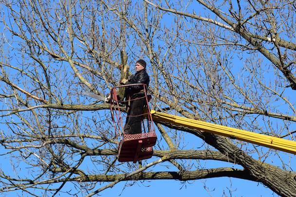 Pruning trees using a lift-arm. Chainsaw Cutting unnecessary branches of the tree. Putting in order of parks and gardens. - Φωτογραφία, εικόνα