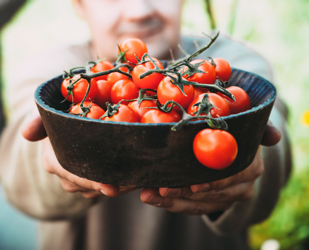 boeren handen met vers geoogste tomaten - Foto, afbeelding
