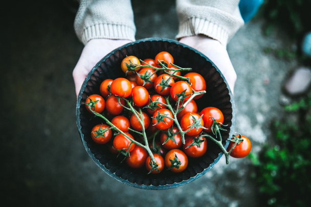 Farmers hands with freshly harvested tomatoes - Φωτογραφία, εικόνα