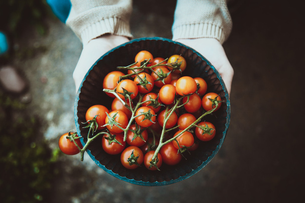 Farmers hands with freshly harvested tomatoes - Fotoğraf, Görsel