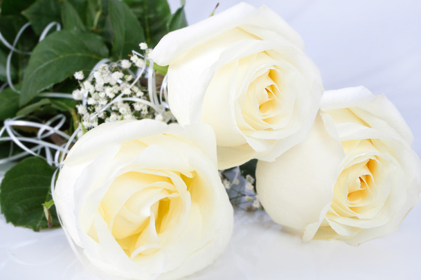 Beautiful white rose - Foto, imagen